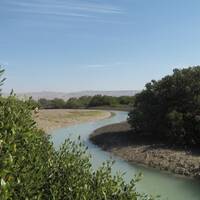 Mangrove Forest of Bushehr